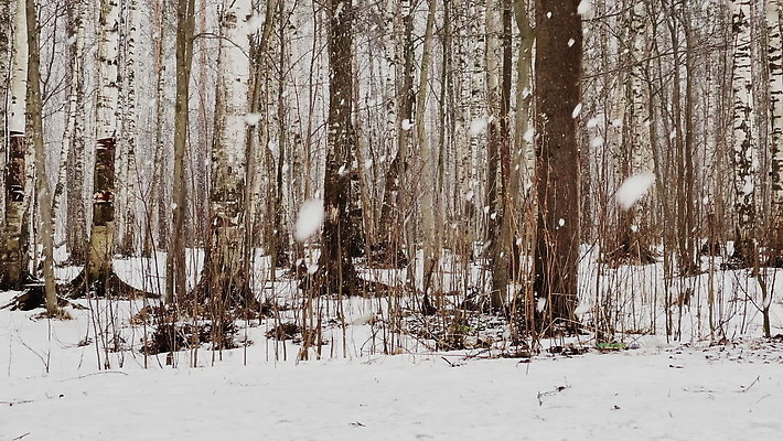 나무 계절 공원 줄기 백그라운드 겨울 자연 하늘 아침 불꽃 풍경 사람없음 야외 목재 빛 걷기 맑음 냉동 얼음 추위 가을 흰색 녹음 소나무 숲 가루 서리 러시아 침엽수 내추럴 벌거벗은 폭설 눈내림 겨울풍경 4K MOV 해외동영상 슬로모션 클립영상 주간 자연요소 식물 공공시설 유럽 컬러 재료 모션 불 날씨 눈_날씨 촬영기법 기록 자연재해 생태계 동영상 파일형식