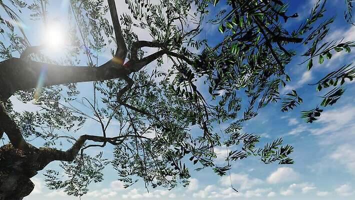 나무 백그라운드 자연 풍경 사람없음 야외 태양 나뭇가지 MP4 해외동영상 클립영상 자연요소 식물 생태계 동영상 파일형식