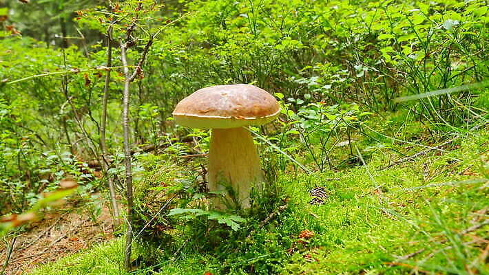 식물 백인 손 계절 공원 음식 잎 오렌지 손가락 아침 손바닥 이끼 요리 사람없음 야외 목재 빨간색 초록색 노란색 식사 버섯 성장 가을 나뭇가지 황무지 숲 청소 수집 블루베리 그물버섯 식용 철강 혼자 4K MOV 해외동영상 클립영상 주간 서양인 나무 공공시설 컬러 과일 재료 신체부위 동영상 파일형식