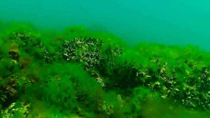 식물 바다 자연 사람없음 초록색 물 환경 바닷속 수중 해조류 지중해 생태계 생물학 수족관 광합성 동물상 산화 생태학 소금물 우크라이나 4K 저서생물 MP4 해외동영상 클립영상 자연요소 교육 유럽 컬러 생물 조형물 해양식물 동영상 파일형식