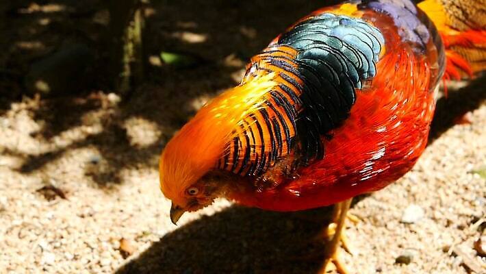 동물 드레스 남자 아시아 야생동물 컬러 백그라운드 패턴 오렌지 자연 조류 사람없음 장식 빨간색 파란색 반려동물 컬러풀 노란색 머리 중국 줄무늬 흰색 황금 닫기 숲 깃털 부리 꿩 수탉 동물상 봉황 이국적 MOV 해외동영상 클립영상 옷 나라 무늬 과일 모션 사람 신체부위 조형물 닭 수컷 생태계 동영상 파일형식