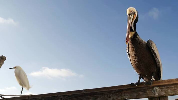 동물 야생동물 바다 로우앵글 조류 휴가 사람없음 목재 항구 미국 산책로 자유 흰색 행운 닫기 왜가리 펠리컨 깃털 캘리포니아 멸종 서식지 계산서 내추럴 로스앤젤레스 철책 눈내림 4K 오션사이드 MP4 해외동영상 클립영상 나무 길 뷰포인트 컬러 컨셉 북아메리카 재료 교통시설 모션 눈_날씨 동영상 파일형식