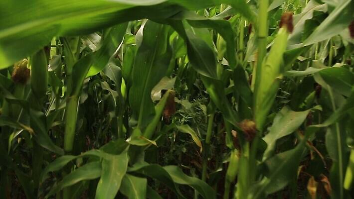 식물 1 손 계절 남자 산업 길 음식 2 밭 농업 채소 자연 관리 옥수수 사람없음 야외 초록색 농장 마을 환경 시골 농부 저녁 먹이 낟알 왼쪽 팝콘 장면 위치 바둑 내추럴 방법 타격 파종 MOV 해외동영상 클립영상 직업 컬러 모션 놀이 곡류 사람 신체부위 농사 야간 방향 생태계 동영상 파일형식