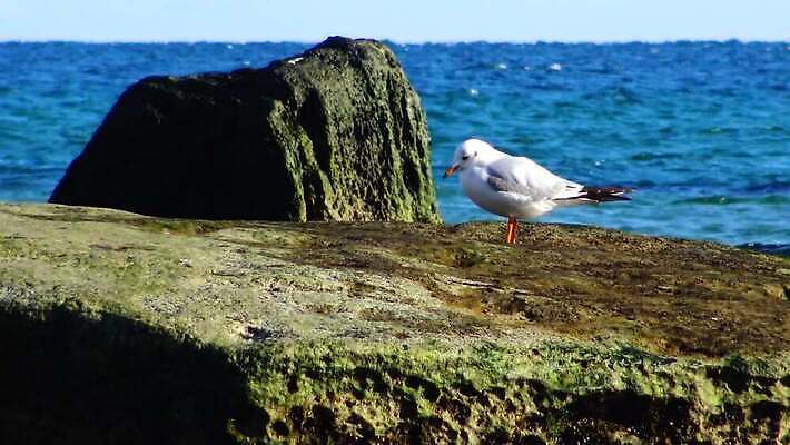 동물 야생동물 바다 날개 자연 갈매기 조류 무척추동물 사람없음 물 환경 바닷속 수중 흰색 지중해 깃털 생태계 생물학 부리 수족관 동물상 생태학 소금물 우크라이나 청어 4K 저서생물 MP4 해외동영상 클립영상 자연요소 교육 유럽 컬러 생물 어류 조형물 동영상 파일형식