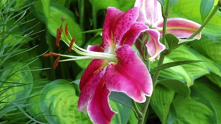 식물 꽃잎 꽃 줄기 분홍색 컬러 꽃무늬 자연 사람없음 초록색 뷰티 정원 개화 황무지 전기에너지 아로마 잡종 영원 필라멘트 MP4 해외동영상 클립영상 무늬 에너지 생태계 동영상 파일형식