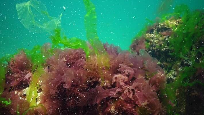 식물 바다 자연 사람없음 초록색 물 세계 바닷속 수중 해조류 광합성 산화 생태학 소금물 4K 수중영상 MP4 해외동영상 클립영상 자연요소 교육 컬러 해양식물 생태계 동영상 파일형식