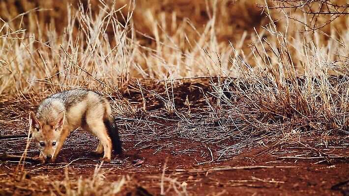 동물 야생동물 새끼 포유류 아프리카 자연 놀이 국립공원 풍경 사람없음 야외 앞모습 관광지 달리기 4 황무지 보호 사파리 남아프리카 보츠와나 보호구역 크루거 MOV 해외동영상 클립영상 공원 나라 뷰포인트 여행 컨셉 모션 숫자 생태계 동영상 남아프리카공화국 구역 파일형식