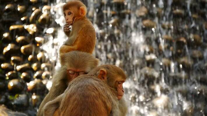 동물 공원 아시아 야생동물 여행 포유류 가족 자연 휴식 털 함께함 동물원 앉기 사람없음 야외 햇빛 자유 원숭이 아기 그룹 숲 작음 모피 부드러움 암초 유인원 원시시대 내추럴 돌봄 많음 MOV 해외동영상 클립영상 공공시설 나라 컨셉 관계 모션 사람 태양 감각 역사 크기 생태계 동영상 파일형식