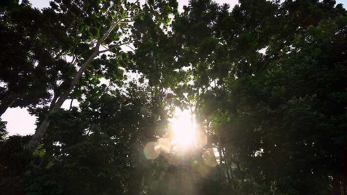나무 식물 자연 사람없음 야외 초록색 햇빛 숲 4K MOV 해외동영상 클립영상 컬러 태양 생태계 동영상 파일형식