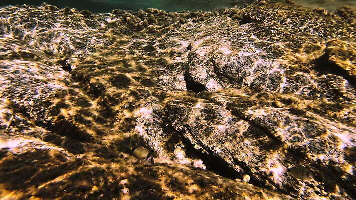 자연 어류 사람없음 야외 물 수중 암초 4K MOV 해외동영상 클립영상 자연요소 수중동물 생태계 동영상 파일형식