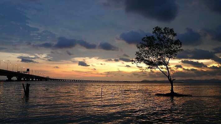 나무 식물 하늘 풍경 사람없음 야외 일몰 저녁 4K MOV 해외동영상 클립영상 노을 야간 동영상 파일형식