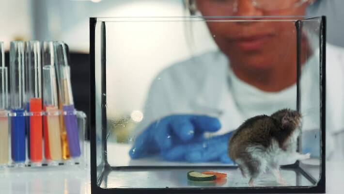 동물 음식 채소 실험 한명 검은색 관찰 닫기 쥐 컨테이너 과학자 생물학 4K MOV 해외동영상 클립영상 직업 1 교육 산업 컬러 과학 모션 사람 설치류 동영상 학자 파일형식