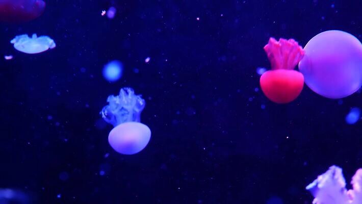 경사 사람없음 컬러풀 우주 수중 다양 흐름 에너지 생물학 역동적 네온 수족관 공상 형광등 해파리 광 리듬 무한 이국적 자외선 지속성 최면 반복 4K MP4 해외동영상 클립영상 교육 컬러 다수 컨셉 전등 자포동물 동영상 파일형식