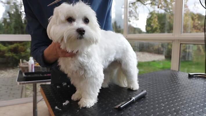 동물 직업 응시 백그라운드 포유류 탁자 털 관리 한명 반려동물 머리 장비 흰색 머리빗 개 테리어 몸단장 송곳니 기르기 앞머리 옛날 순혈 MOV 해외동영상 클립영상 1 헤어스타일 시선 컬러 가구 사람 신체부위 미용용품 치아 동영상 돌봄 파일형식