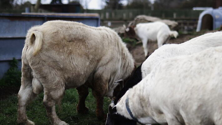 동물 외관 야생동물 농업 포유류 자연 염소 영국 잉글랜드 뿔 성인 사람없음 야외 목재 울타리 농장 갈색 환경 흰색 시골 양 먹이 먼지 철사 진흙 반추동물 목가 4K MOV 해외동영상 클립영상 나무 유럽 산업 컬러 재료 사람 담장 생태계 동영상 파일형식