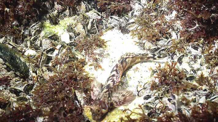 식물 바다 포유류 자연 낚시 어류 풍경 사람없음 환경 바닷속 수중 수중동물 생태계 생물학 낚시꾼 동물상 생태학 소금물 4K 수중영상 MP4 해외동영상 클립영상 동물 교육 레저 조형물 동영상 파일형식