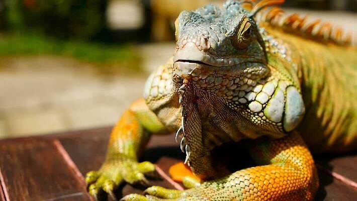 나무 동물 척추동물 1 응시 얼굴 야생동물 컬러 포즈 백그라운드 신체 파충류 자연 저울 야외 초록색 여름 반려동물 컬러풀 태양 머리 환경 미국 활발 용 피부 묘사 싱글 도마뱀 육식동물 이구아나 스파이크 고립 동물상 이국적 오싹 MOV 해외동영상 클립영상 자연요소 식물 시선 계절 컨셉 북아메리카 신체부위 조형물 생태계 동영상 파일형식