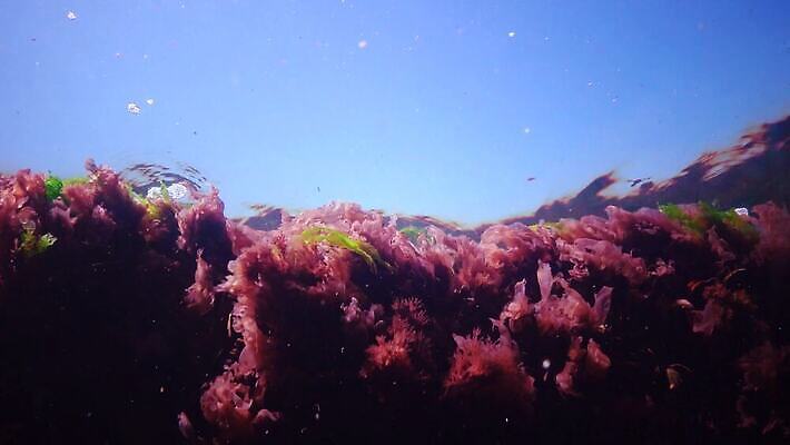 식물 바다 자연 사람없음 초록색 물 세계 바닷속 수중 해조류 광합성 산화 생태학 소금물 4K 수중영상 MP4 해외동영상 클립영상 자연요소 교육 컬러 해양식물 생태계 동영상 파일형식