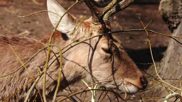 나무 동물 응시 계절 공원 야생동물 잎 포유류 모션 자연 초식동물 사슴 털 뿔 동물원 서기 풍경 초원 사람없음 목재 초록색 여름 햇빛 갈색 머리 환경 달러 나뭇가지 시골 닫기 숲 큼 먹이 모피 먹기 서식지 느림 내추럴 동물상 엘크 MOV 해외동영상 클립영상 식물 시선 공공시설 컬러 돈 재료 신체부위 태양 조형물 크기 생태계 동영상 파일형식