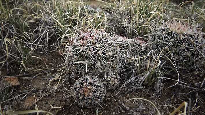 식물 꽃 컬러 꽃무늬 자연 선인장 사람없음 초록색 뷰티 정원 사막 벚꽃 날카로움 내추럴 다육식물 4K MP4 해외동영상 클립영상 무늬 생태계 동영상 파일형식