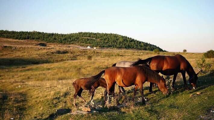 동물 얼굴 백그라운드 밭 농업 포유류 가족 자연 하늘 엄마 서기 사람없음 야외 초록색 농장 갈색 머리 봄 목장 자유 시골 그룹 승마 군중 방목 땅 먹기 장면 갈기 망아지 찰과상 4K 순혈 MP4 해외동영상 클립영상 계절 산업 새끼 스포츠 컬러 컨셉 관계 모션 사람 신체부위 말_동물 축산업 상처 생태계 동영상 파일형식