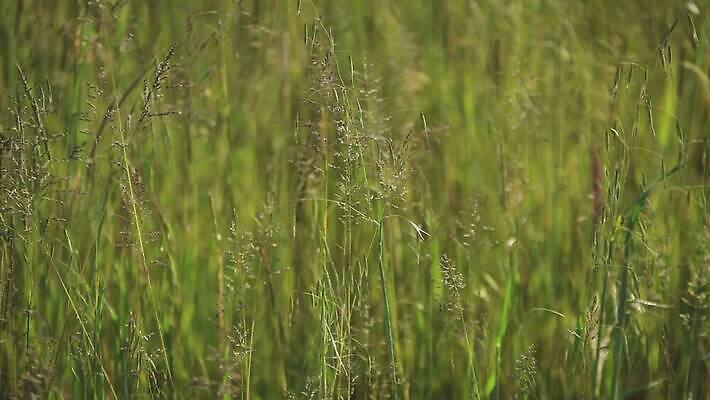 나무 식물 동물 구름 계절 공원 꽃 컬러 백그라운드 잎 밭 농업 자연 하늘 바람 사람 풍경 잔디 초원 사람없음 야외 초록색 여름 파란색 햇빛 태양 농장 노란색 환경 정원 맑음 봄 성장 흰색 시골 숲 땅 장면 내추럴 4K MOV 해외동영상 클립영상 자연요소 공공시설 산업 날씨 생태계 동영상 파일형식