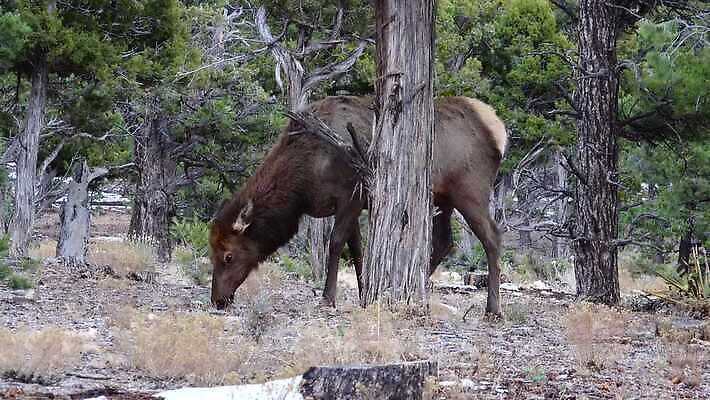 동물 공원 야생동물 백그라운드 포유류 자연 하늘 뿔 사람없음 숲 황소 사냥 캘리포니아 애리조나 서식지 뉴멕시코 서쪽 엘크 콜로라도 텍사스 4K MP4 해외동영상 클립영상 공공시설 미국 소 방향 생태계 동영상 파일형식