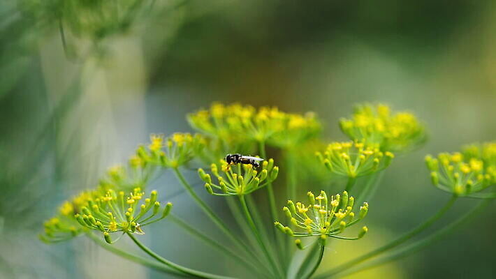 식물 동물 시선 꽃 야생동물 곤충 백그라운드 절지류 자연 휴식 사람없음 야외 초록색 노란색 정원 검은색 손목시계 내추럴 딜 회향 MOV 해외동영상 클립영상 시계 컬러 컨셉 장신구 생태계 동영상 파일형식
