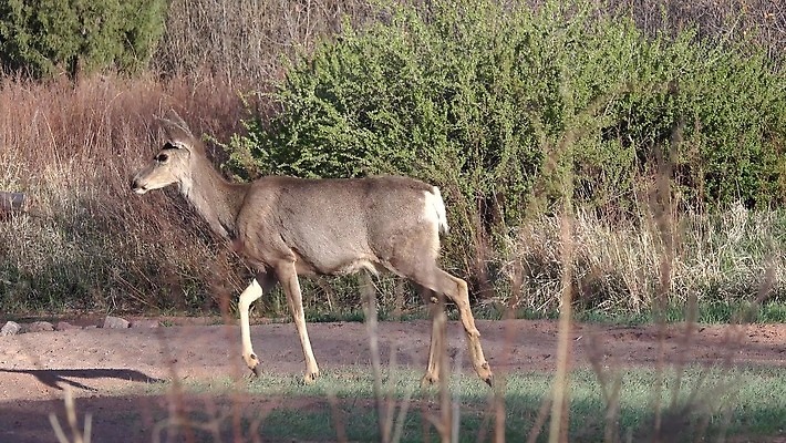 동물 공원 야생동물 여행 백그라운드 오렌지 포유류 자연 하늘 사슴 산 털 뿔 종류 풍경 사람없음 빨간색 갈색 달러 정원 미국 봄 코트 흰색 소나무 숲 사냥 내추럴 랜드마크 엘크 전국 지질 콜로라도 4K MP4 해외동영상 클립영상 나무 계절 공공시설 컬러 돈 북아메리카 과일 외투 생태계 동영상 파일형식