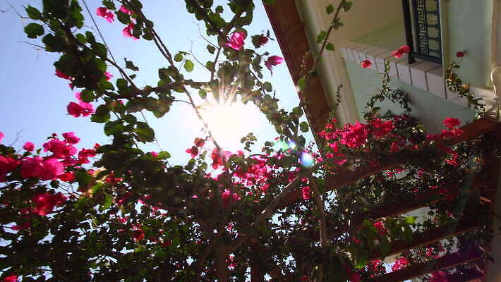 나무 식물 디자인 꽃잎 꽃 분홍색 컬러 잎 꽃무늬 주택 발렌타인데이 매달리기 한명 목재 장식 컬러풀 장미 정원 봄 벚꽃 나뭇가지 개화 배열 내추럴 피튜니아 4K MOV 해외동영상 클립영상 1 계절 무늬 재료 모션 데이이벤트 사람 건물 동영상 파일형식