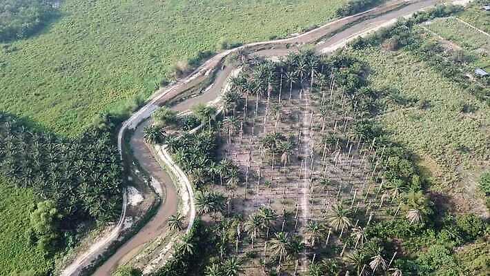 나무 식물 아시아 잎 농업 자연 손바닥 사람없음 목재 초록색 농장 성장 죽음 버리기 생태계 장면 가뭄 말레이시아 내추럴 탈수 4K 페낭 MOV 해외동영상 클립영상 손 나라 산업 컬러 재료 모션 날씨 동영상 파일형식