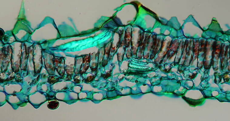 식물 꽃 줄기 과학 이동 패턴 세포 사람없음 빨간색 초록색 파란색 시험 성장 조직 횡단보도 확대 떠남 지원 4K 현미경관찰 MOV 해외동영상 클립영상 교육 컬러 컨셉 무늬 모션 관찰 보행로 동영상 파일형식