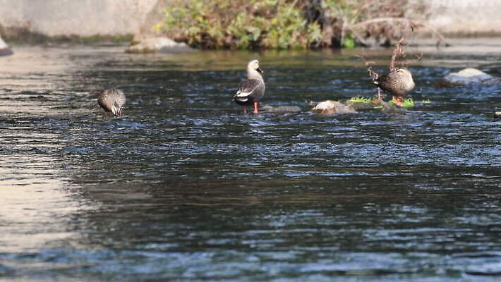 동물 유럽 호수 야생동물 백그라운드 가족 자연 조류 오리 한국 3 서기 사람없음 야외 초록색 물 파란색 강 검은색 수영 흐름 연못 4 청소 깃털 낮잠 부리 태평양 물새 내추럴 서쪽 4K MOV 해외동영상 클립영상 자연요소 나라 아시아 바다 컬러 컨셉 관계 모션 숫자 수상스포츠 잠 방향 생태계 동영상 파일형식