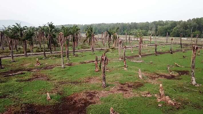 나무 바다 잎 신체 열대 손바닥 사람없음 목재 야자수 갈색 평화 환경 침묵 사막 죽음 큼 유연 통나무 시들음 비극 생태학 썩음 혼자 수평선 세련 비어있는 4K MOV 해외동영상 클립영상 식물 손 교육 컬러 컨셉 재료 소리 크기 동영상 파일형식