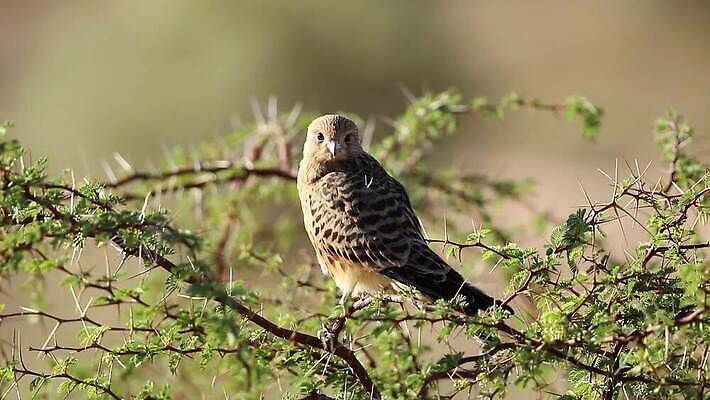 나무 동물 공원 야생동물 날개 모션 아프리카 자연 조류 사람없음 야외 환경 보호 깃털 클립 부리 육식동물 동영상 남쪽 내추럴 남아프리카 발톱 생태학 칼라하리 HD MOV 해외동영상 클립영상 식물 공공시설 교육 나라 컨셉 발 사막 방향 생태계 파일형식