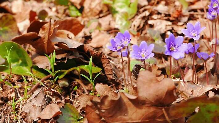 식물 계절 꽃 줄기 백그라운드 잎 꽃무늬 자연 사람없음 초록색 파란색 뷰티 정원 보라색 봄 들꽃 벚꽃 신선 개화 숲 작음 제비꽃 서리 노루귀 아네모네 헌병 4K MP4 해외동영상 클립영상 컬러 무늬 군인 크기 생태계 동영상 파일형식