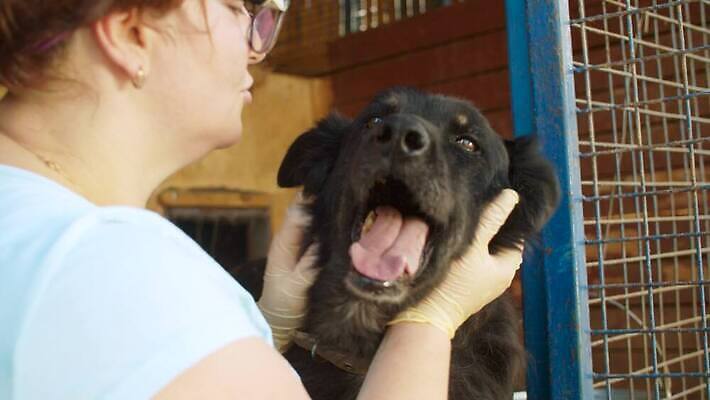 동물 여자 행복 자연 친절 주택 종류 사랑 한명 사람 야외 울타리 반려동물 검은색 우정 놀이방 기쁨 만지기 봉사 도움 구출 개 큼 새장 송곳니 노숙자 돌봄 쇠창살 타격 4K MOV 해외동영상 슬로모션 클립영상 1 감정 컬러 컨셉 포유류 모션 촬영기법 건물 친구 담장 치아 크기 생태계 동영상 케이지 파일형식