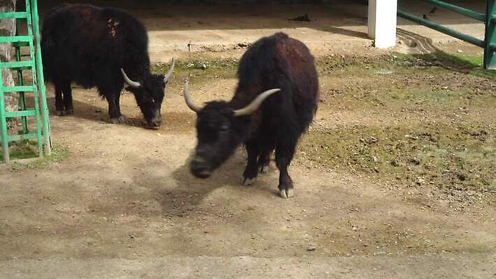 동물 공원 야생동물 포유류 자연 털 뿔 동물원 동양인 사람없음 여름 농장 갈색 맑음 검은색 봄 소 큼 들소 황소 새장 내추럴 송아지 양모 동물상 방목장 총구 4K MP4 해외동영상 클립영상 계절 공공시설 새끼 컬러 농업 날씨 인종 조형물 직물 크기 생태계 동영상 케이지 파일형식