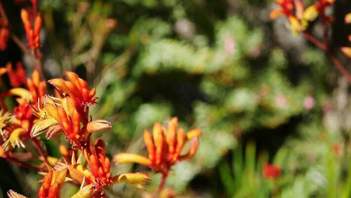 식물 꽃 화초 백그라운드 꽃무늬 사람없음 빨간색 컬러풀 노란색 정원 미국 활발 들꽃 다양 벚꽃 신선 개화 황무지 분위기 열대우림 에코 생태계 보케 캘리포니아 내추럴 강렬 블러 오리지널 이국적 특별함 카피스페이스 그리너리 4K MP4 해외동영상 클립영상 컬러 다수 컨셉 북아메리카 무늬 환경 공백 숲 동영상 파일형식 트랜드컬러