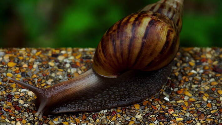 동물 야생동물 백그라운드 자연 연체동물 나선형 사람없음 야외 초록색 갈색 정원 껍질 흰색 보행로 땅 달팽이 덮기 느림 내추럴 로마인 식용 끈적임 4K MOV 해외동영상 클립영상 길 컬러 무늬 모션 무척추동물 인종 생태계 동영상 파일형식