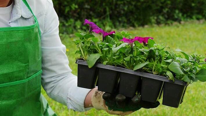 식물 백인 손 여자 꽃 분홍색 장갑 자연 한명 사람 성인 취미 야외 초록색 정원 봄 냄비 꽃집 심기 원예사 제라늄 4K MP4 해외동영상 클립영상 서양인 직업 1 잡화 계절 컬러 모션 신체부위 상점 솥 생태계 동영상 파일형식