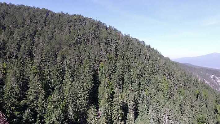 나무 식물 백그라운드 잎 패턴 모션 자연 안테나 파노라마 노르웨이 풍경 사람없음 야외 목재 가로 초록색 빛 침묵 나뭇가지 소나무 정상 숲 질감 상록수 침엽수 항공촬영 넘어짐 오슬로 4K MP4 해외동영상 클립영상 유럽 뷰포인트 컬러 무늬 재료 통신 촬영기법 소리 생태계 동영상 파일형식