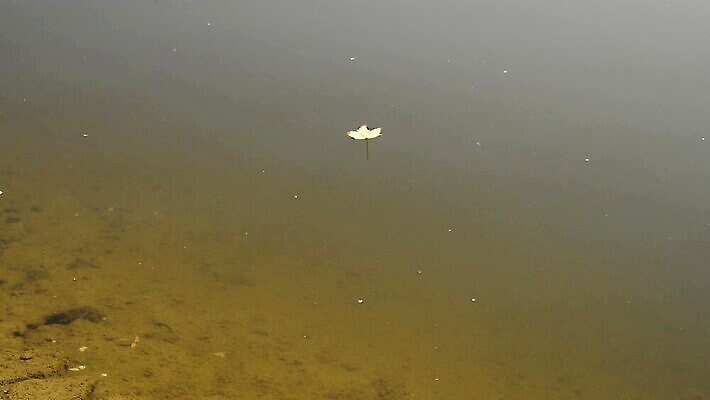 단풍 자연 독일 사람없음 물 강 갈색 수영 침묵 다뉴브강 HD MOV 해외동영상 클립영상 자연요소 유럽 컬러 잎 소리 수상스포츠 생태계 동영상 파일형식