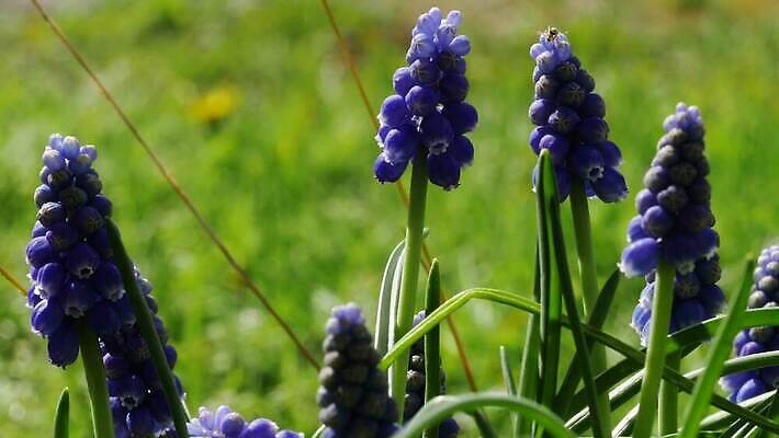 식물 계절 공원 꽃잎 꽃 잎 꽃무늬 자연 포도 사람없음 야외 초록색 파란색 컬러풀 뷰티 정원 보라색 봄 활발 성장 벚꽃 개화 내추럴 블루벨 히아신스 4K MP4 해외동영상 클립영상 공공시설 컬러 컨셉 무늬 과일 생태계 동영상 파일형식