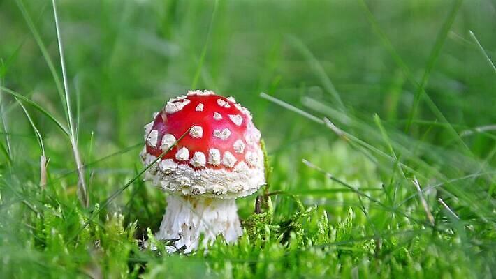 식물 계절 컬러 백그라운드 자연 동화 주택 요정 기술 이야기 사람없음 빨간색 컬러풀 버섯 가을 흰색 점 고리 숲 시골집 공상 내추럴 곰팡이 독버섯 캡모자 MOV 해외동영상 클립영상 모자_잡화 건물 생태계 동영상 파일형식