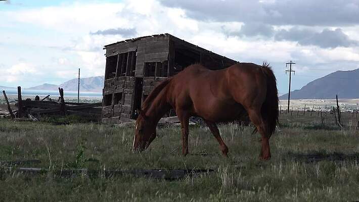 동물 백그라운드 밭 포유류 자연 사람없음 야외 초록색 농장 갈색 목장 시골 승마 군중 방목 방목장 4K MP4 해외동영상 클립영상 스포츠 컬러 농업 사람 축산업 생태계 동영상 파일형식