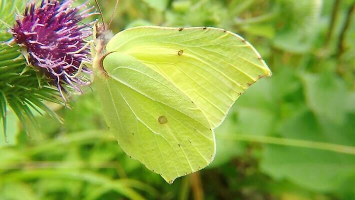 동물 꽃 야생동물 곤충 백그라운드 잎 꽃무늬 날개 자연 바람 독일 사람없음 초록색 여름 빛 햇빛 뷰티 노란색 환경 활발 질감 꿀 엉겅퀴 광 동물상 HD MP4 해외동영상 클립영상 자연요소 식물 계절 유럽 컬러 컨셉 무늬 날씨 태양 조형물 생태계 동영상 파일형식