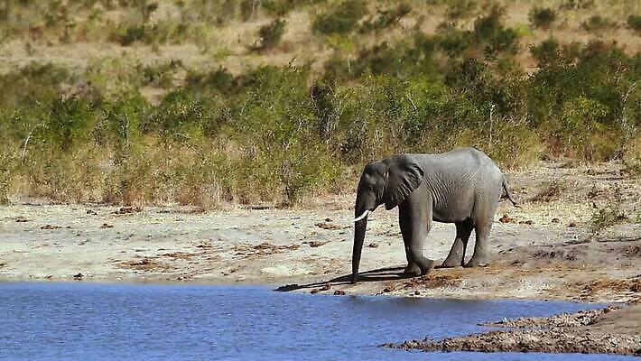 동물 호수 야생동물 포유류 모션 아프리카 자연 코끼리 국립공원 사람없음 걷기 마시기 황무지 보호 사파리 서식지 남아프리카 보츠와나 보호구역 크루거 MOV 해외동영상 클립영상 멸종위기종 공원 나라 컨셉 생태계 동영상 남아프리카공화국 구역 파일형식