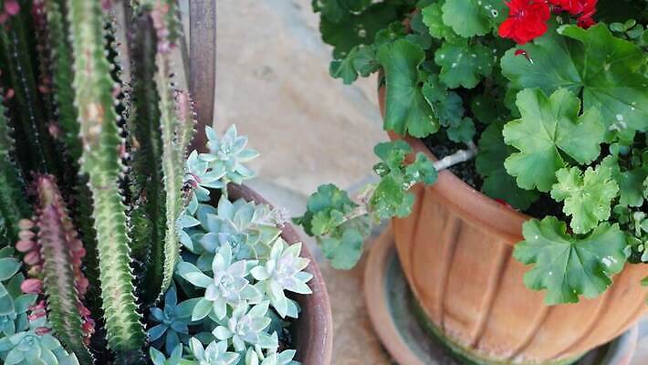 식물 꽃 화분 화초 백그라운드 선인장 사람없음 장식 초록색 정원 미국 사막 가시 닫기 냄비 캘리포니아 점토 철조망 상록수 애리조나 내추럴 다육식물 오리지널 이국적 제라늄 특별함 카피스페이스 그리너리 세련 4K 건조기후 MP4 해외동영상 클립영상 컬러 컨셉 북아메리카 모션 공백 솥 동영상 파일형식 트랜드컬러