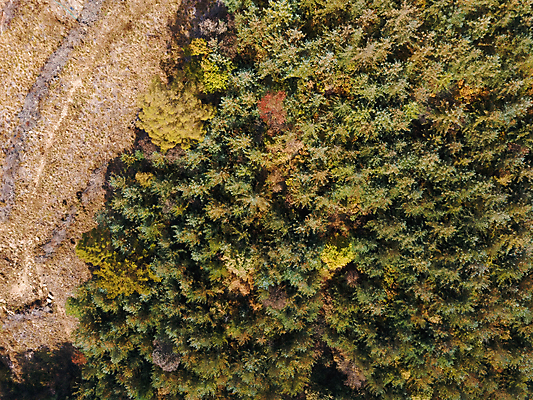 포토 JPG 주간 나무 사람없음 야외 하이앵글 가을풍경 가을 강원도 항공촬영 정선 전경 국내포토 자연요소 식물 계절 뷰포인트 한국 풍경 파일형식 탑뷰 가을_계절